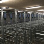 LED belysning i ny svinestald